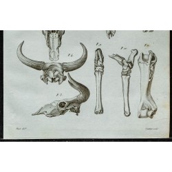 1836 - Crânes fossiles de bovidés 