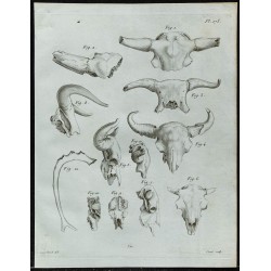 1836 - Crânes fossiles de bovidés 