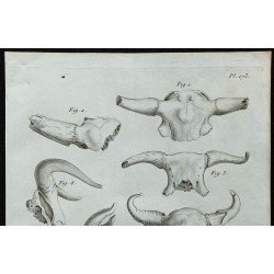 1836 - Crânes fossiles de bovidés 