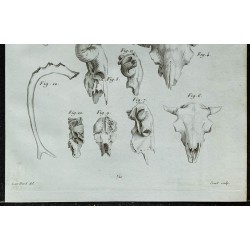 1836 - Crânes fossiles de bovidés 