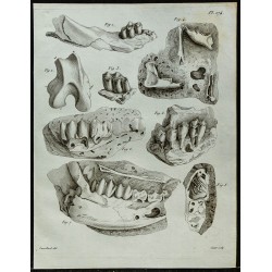 1836 - Mâchoires fossiles de cerf et rongeur 