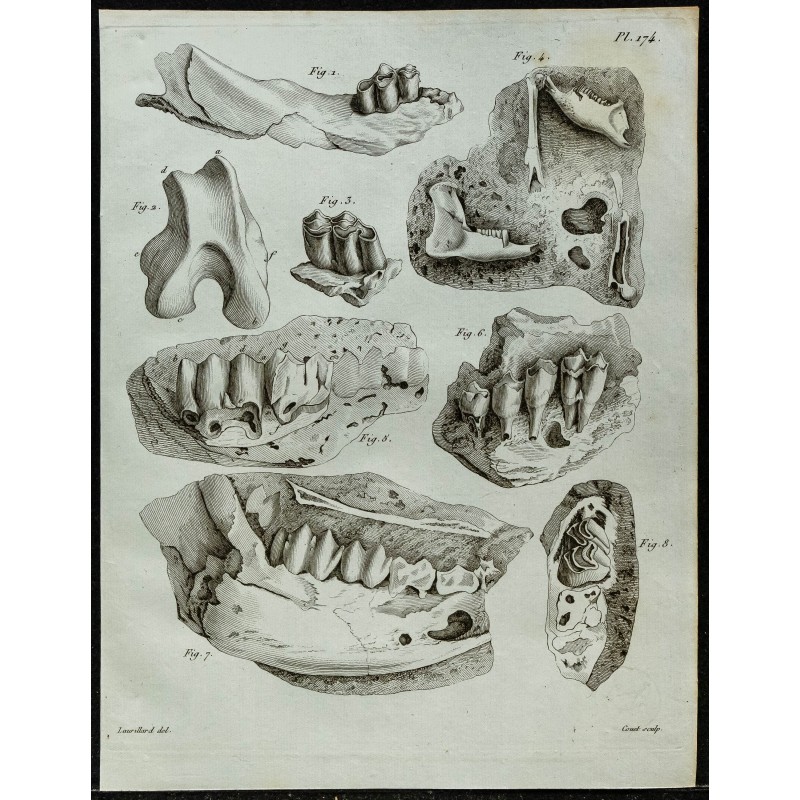 1836 - Mâchoires fossiles de cerf et rongeur 1836 - Mâchoires fossiles de cerf et rongeur