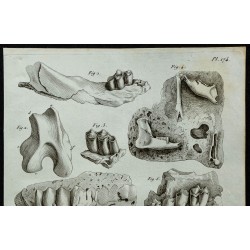 1836 - Mâchoires fossiles de cerf et rongeur 