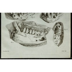 1836 - Mâchoires fossiles de cerf et rongeur 