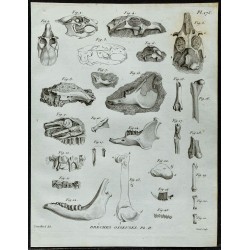 1836 - Crânes et os fossiles de rongeurs et cervidés 