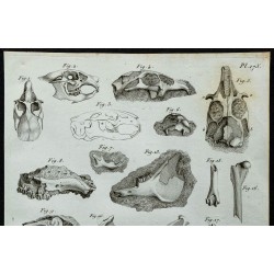 1836 - Crânes et os fossiles de rongeurs et cervidés 