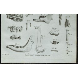 1836 - Crânes et os fossiles de rongeurs et cervidés 