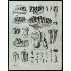 1836 - Dents et mâchoires fossiles de ruminants 