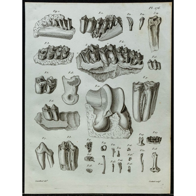 1836 - Dents et mâchoires fossiles de ruminants 1836 - Dents et mâchoires fossiles de ruminants