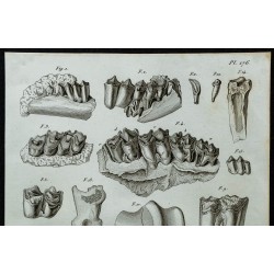 1836 - Dents et mâchoires fossiles de ruminants 