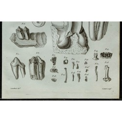 1836 - Dents et mâchoires fossiles de ruminants 