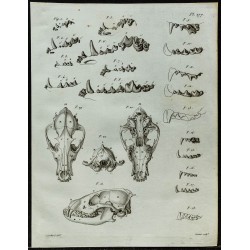 1836 - Dentition et crânes de chiens et chats 