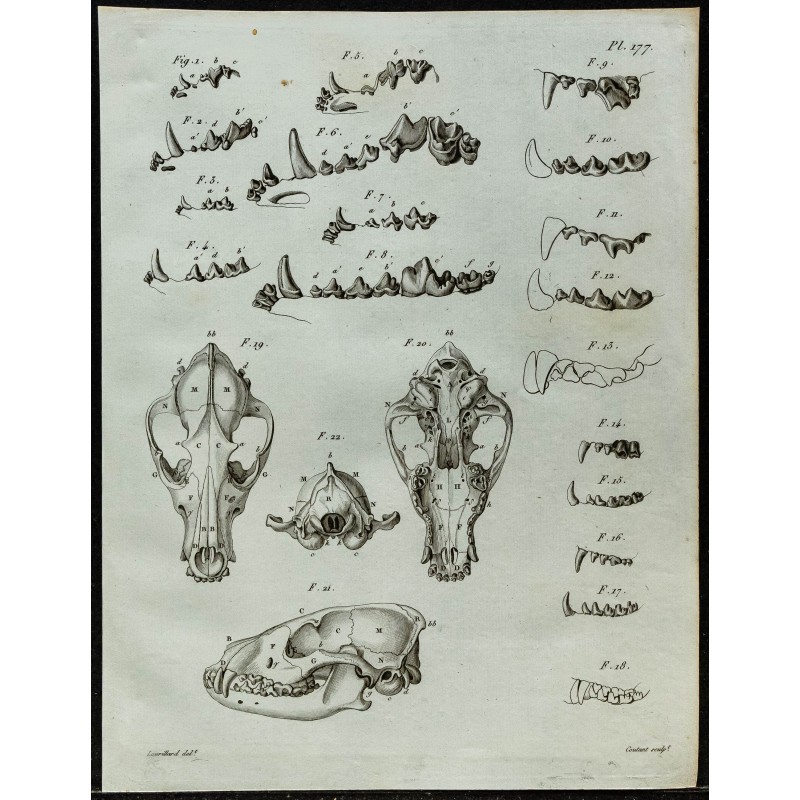 1836 - Dentition et crânes de chiens et chats 1836 - Dentition et crânes de chiens et chats