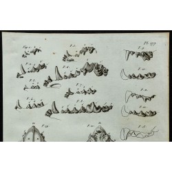 1836 - Dentition et crânes de chiens et chats 