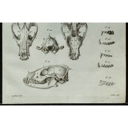 1836 - Dentition et crânes de chiens et chats 