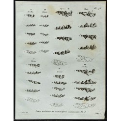 1836 - Dents molaires d'hyènes et de chats 