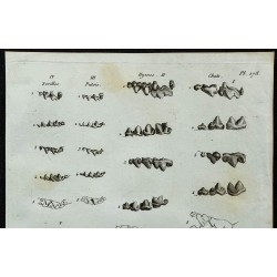 1836 - Dents molaires d'hyènes et de chats 