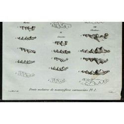1836 - Dents molaires d'hyènes et de chats 