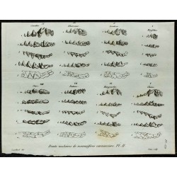 1836 - Dentitions de carnivores : ours et chien 