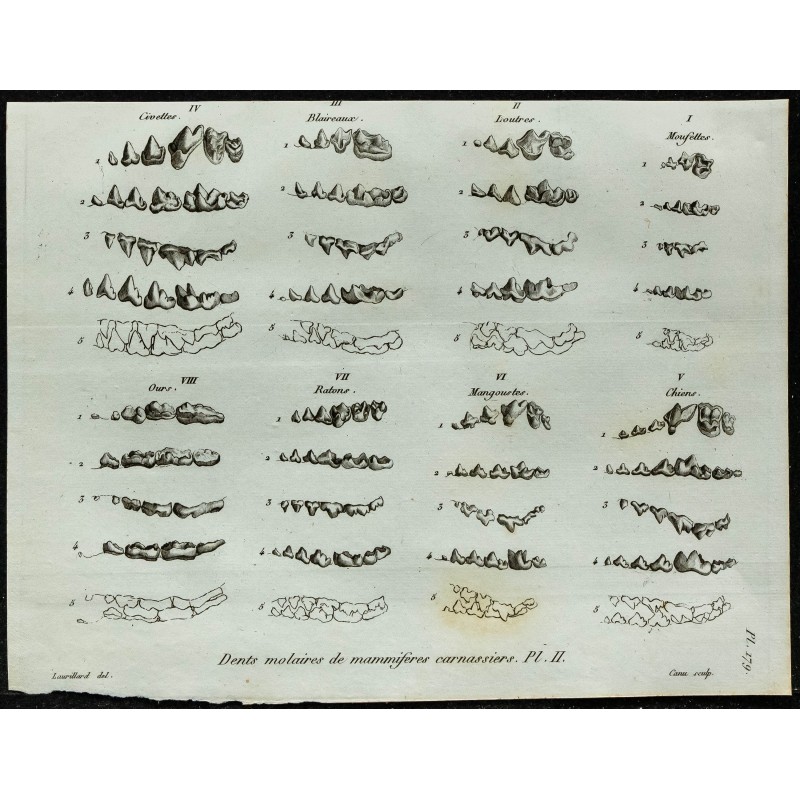 1836 - Dentitions de carnivores : ours et chien 1836 - Dentitions de carnivores : ours et chien