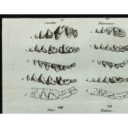 1836 - Dentitions de carnivores : ours et chien 