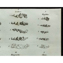 1836 - Dentitions de carnivores : ours et chien 