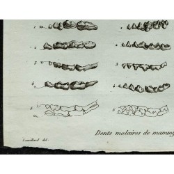 1836 - Dentitions de carnivores : ours et chien 