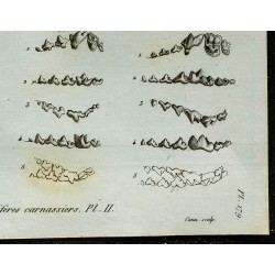 1836 - Dentitions de carnivores : ours et chien 