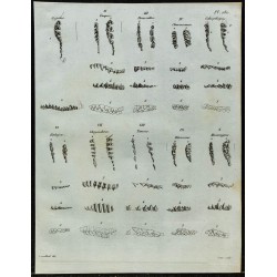 1836 - Dentitions de petits mammifères 