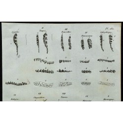 1836 - Dentitions de petits mammifères 