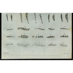 1836 - Dentitions de petits mammifères 