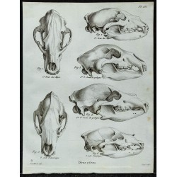 1836 - Crânes d'ours bruns et noirs 
