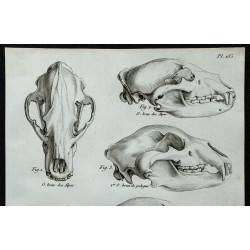 1836 - Crânes d'ours bruns et noirs 