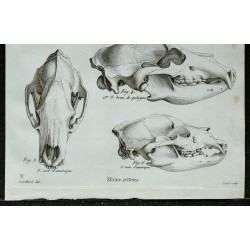 1836 - Crânes d'ours bruns et noirs 