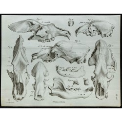 1836 - Têtes d'ours fossiles 