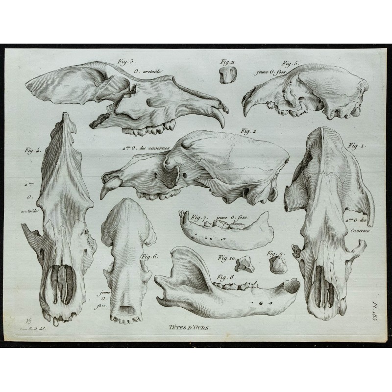 1836 - Têtes d'ours fossiles 1836 - Têtes d'ours fossiles