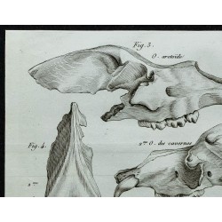 1836 - Têtes d'ours fossiles 