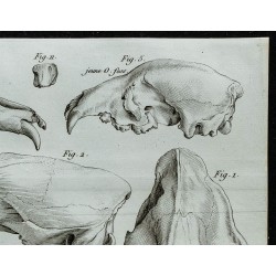 1836 - Têtes d'ours fossiles 