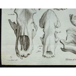 1836 - Têtes d'ours fossiles 