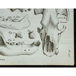 1836 - Têtes d'ours fossiles 