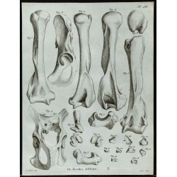 1836 - Humérus et bassin d'ours fossile 
