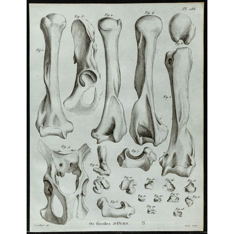 1836 - Humérus et bassin d'ours fossile 1836 - Humérus et bassin d'ours fossile
