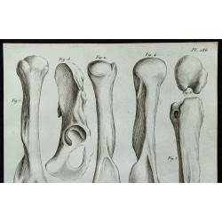 1836 - Humérus et bassin d'ours fossile 