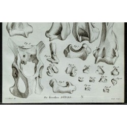 1836 - Humérus et bassin d'ours fossile 