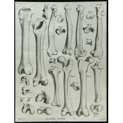 1836 - Os fossiles d'ours 