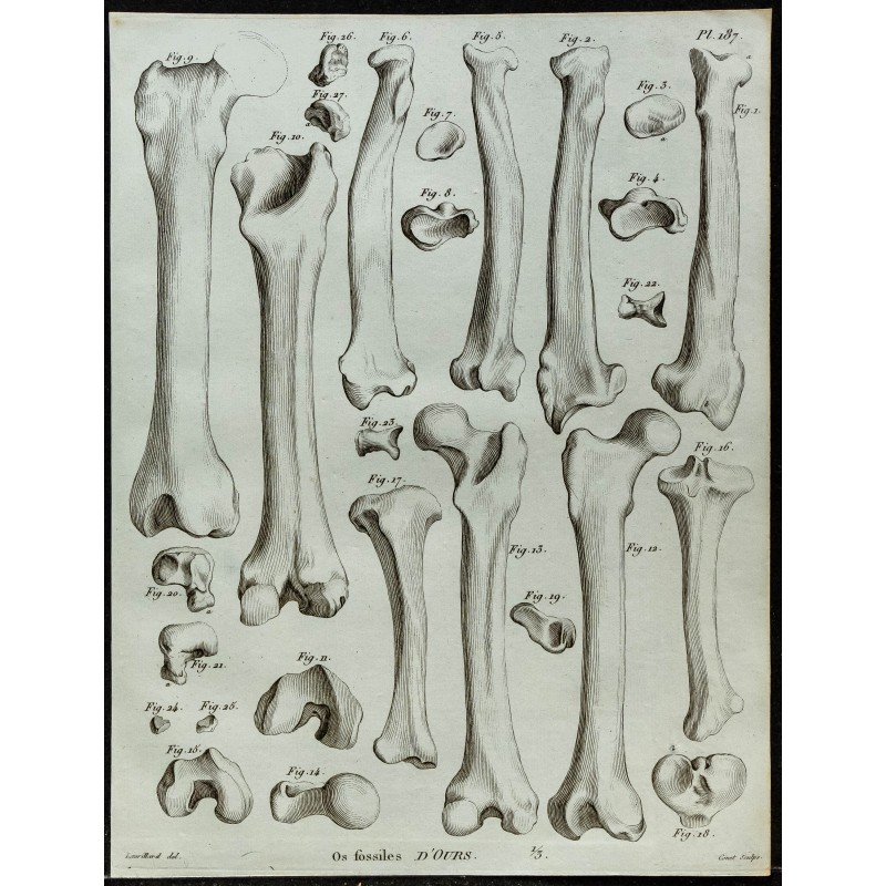 1836 - Os fossiles d'ours 1836 - Os fossiles d'ours
