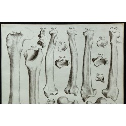 1836 - Os fossiles d'ours 