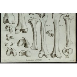 1836 - Os fossiles d'ours 
