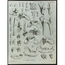 1836 - Ossements post-crâniens d'ours 
