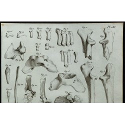 1836 - Ossements post-crâniens d'ours 